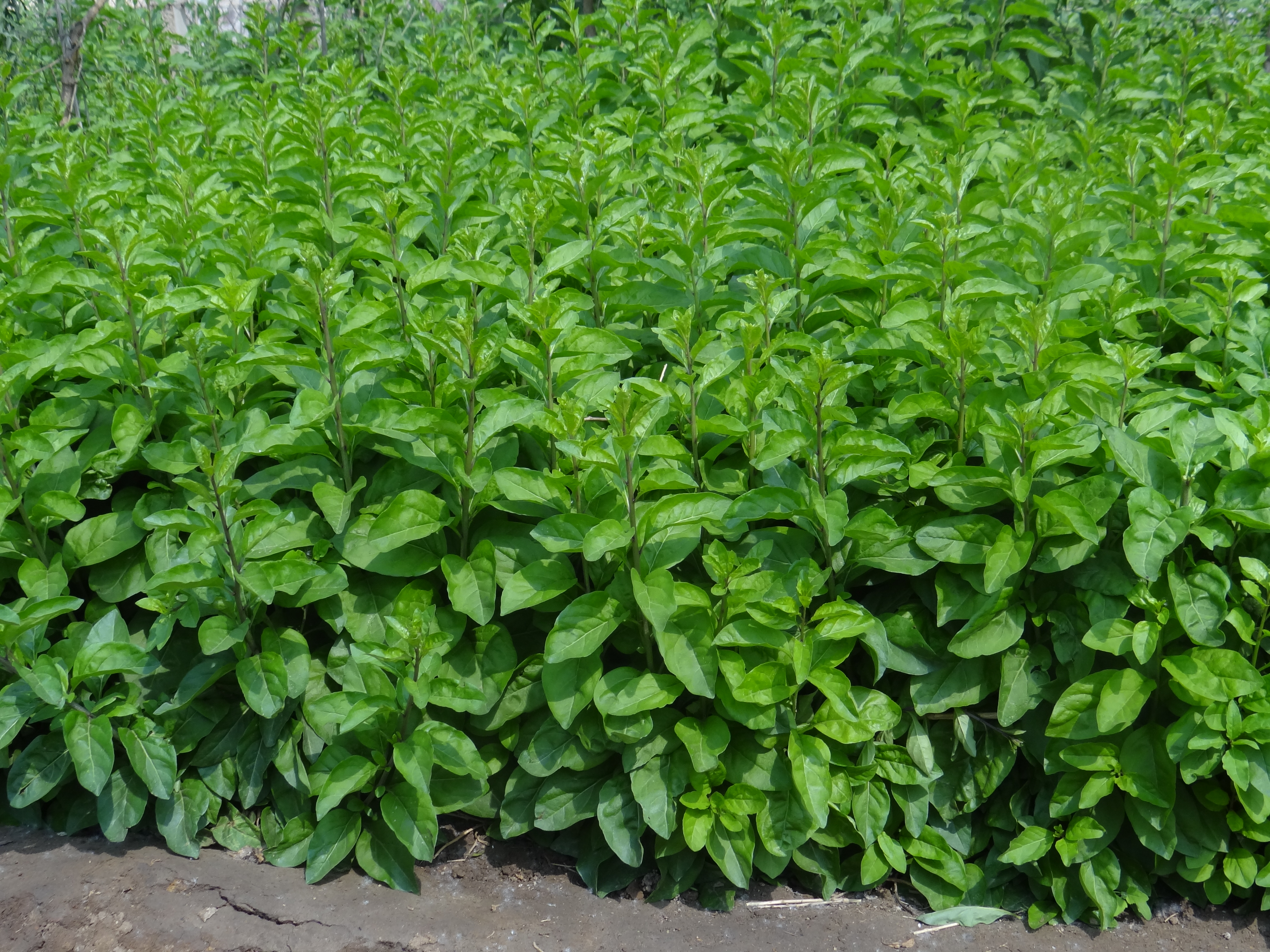 目前,"天精8号"菜用枸杞新品种已在广东,广西,湖北,河南,山东,山西