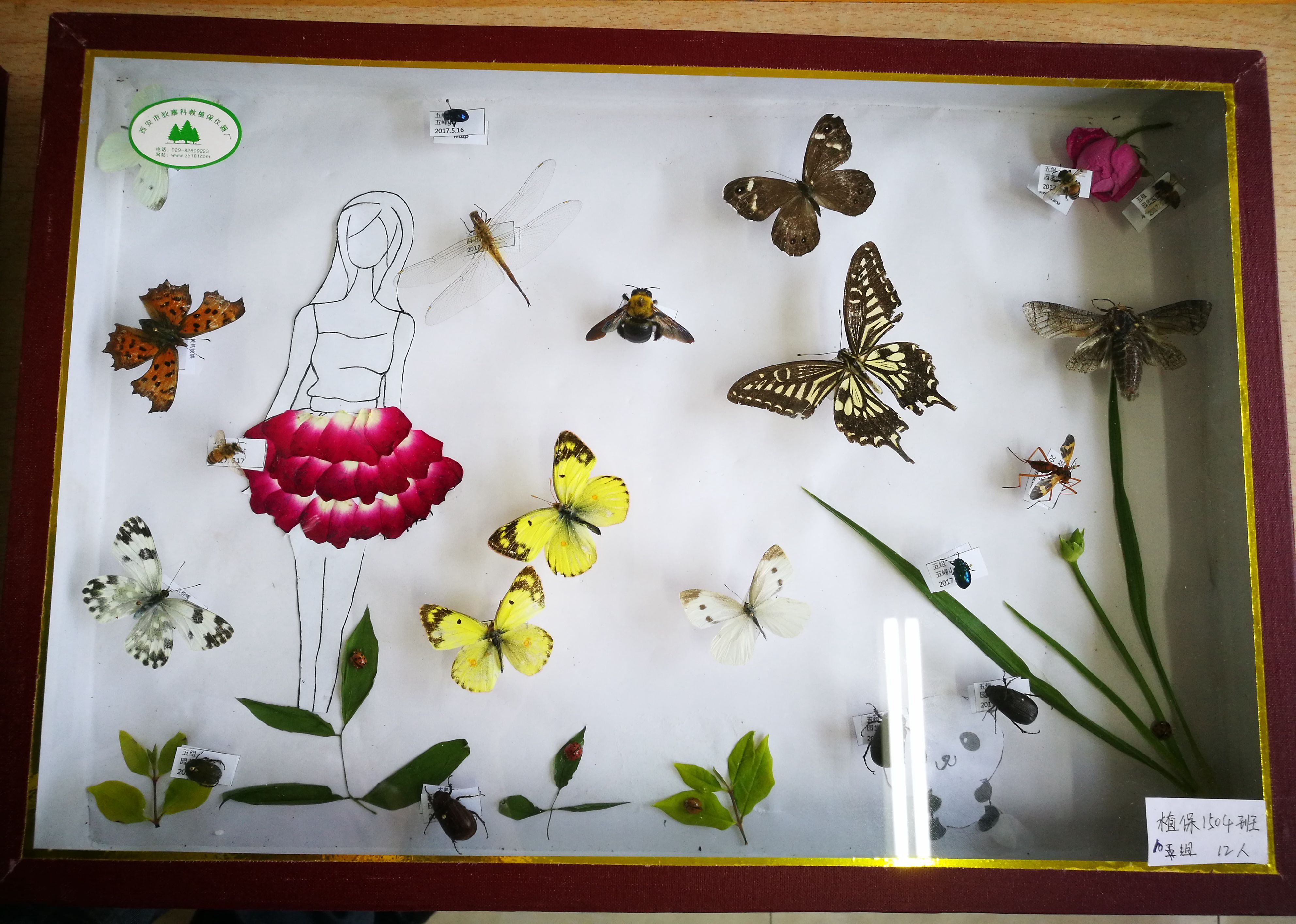 生科学院举办第一届"昆虫标本制作大赛"