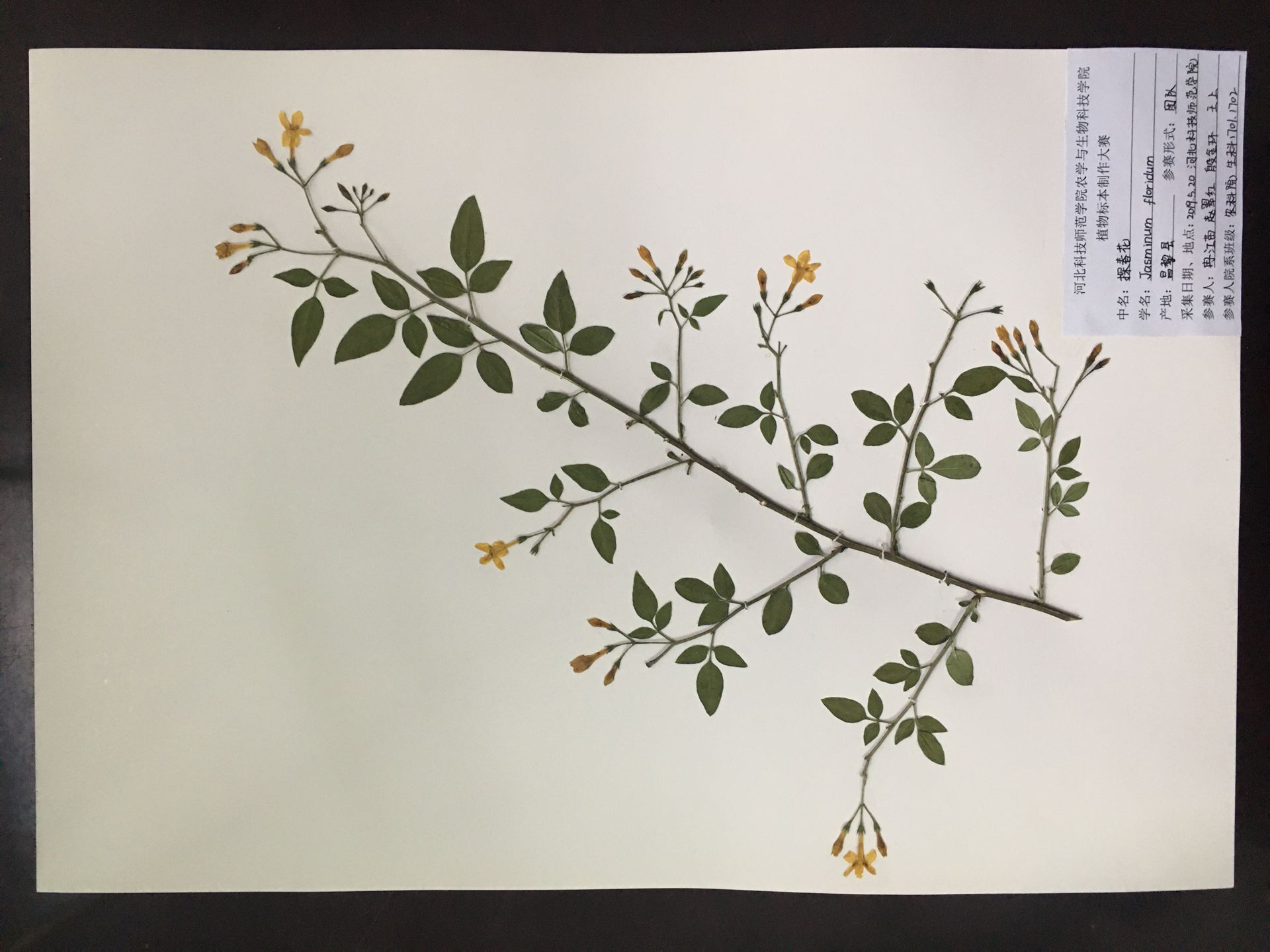 农生学院举办"植物标本制作"专业技能大赛